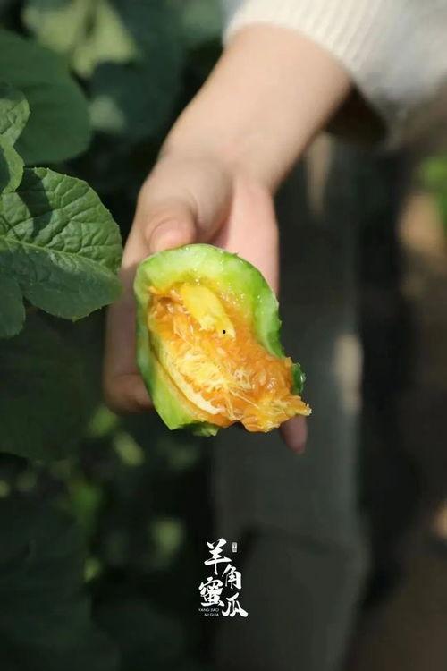 感冒吃羊角瓜好吗,感冒期间食用羊角瓜的适宜性探讨