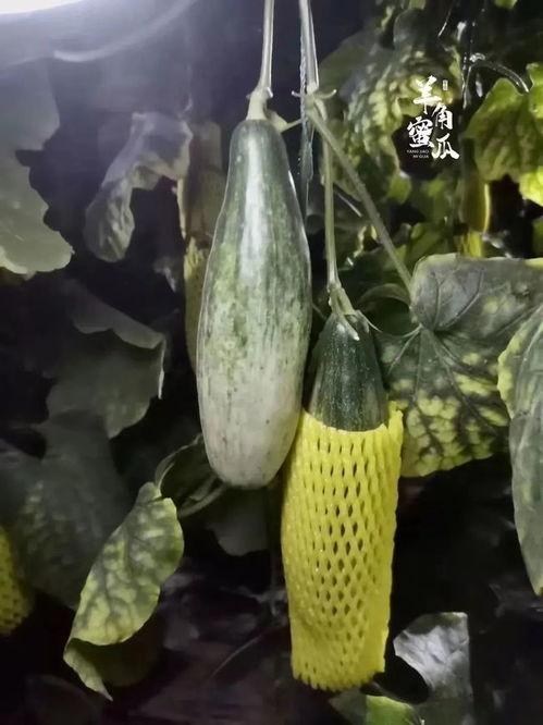 感冒吃羊角瓜好吗,感冒期间食用羊角瓜的适宜性探讨