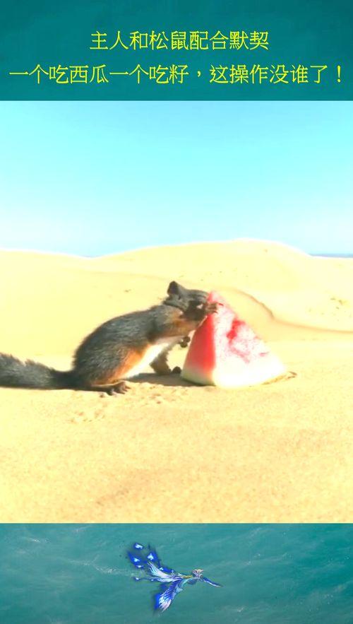 松鼠可以吃瓜,瓜果飘香中的自然食趣