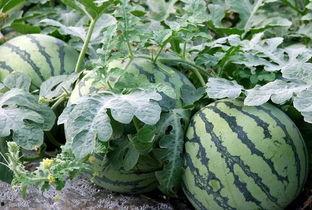 吃瓜的鉴定方法