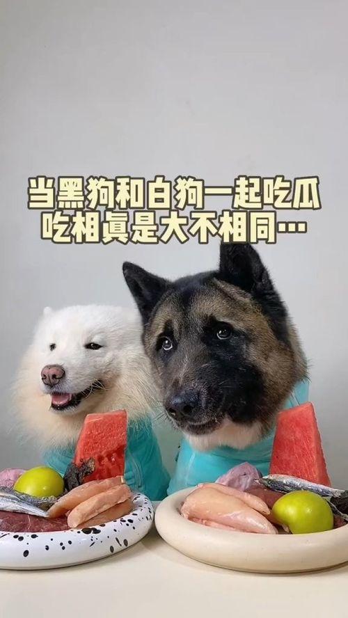 武汉吃瓜萌宠,吃瓜萌宠带你领略武汉特色小吃