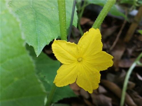 爬藤吃瓜,揭秘网络时代的社交新风尚