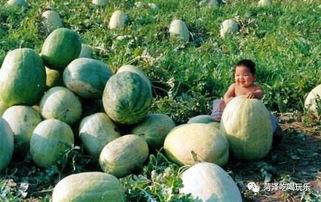 山东旅游吃瓜,舌尖上的瓜果盛宴