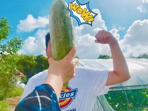 吃瓜吃到饱,从吃瓜吃到饱的欢乐之旅