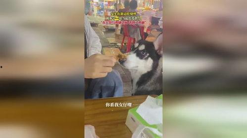 狗狗路边好奇吃瓜,意外吃下神秘瓜果引发热议