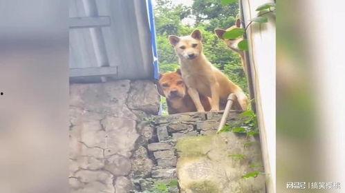 狗狗路边好奇吃瓜,意外吃下神秘瓜果引发热议