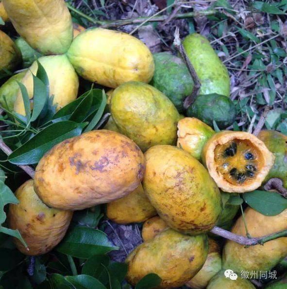 人类吃八月瓜,大自然的馈赠,人类餐桌上的美味佳肴