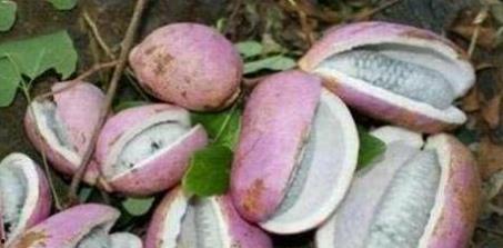 人类吃八月瓜,大自然的馈赠,人类餐桌上的美味佳肴