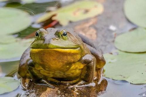 阿瓜吃牛蛙,一场奇妙的味蕾冒险