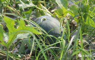 小腾吃瓜,揭秘娱乐圈那些不为人知的幕后故事