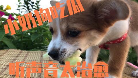 吃瓜狗抱枕,萌宠造型,温暖你的每一个夜晚