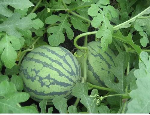 昆虫记吃瓜,揭秘自然界的“吃瓜”奇观