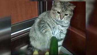 小猫劈叉吃瓜图片,小猫吃瓜成“网红”