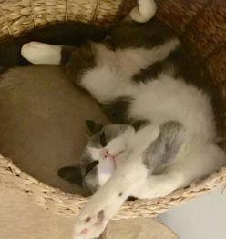 小猫劈叉吃瓜图片,小猫吃瓜成“网红”