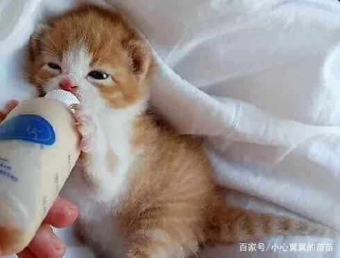 小猫劈叉吃瓜图片,小猫吃瓜成“网红”